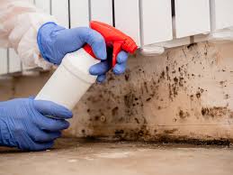 Why You Should Choose Our Mold Remediation Services in Exeter, CA